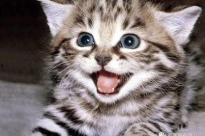 娱乐吃瓜酱29岁猫咪