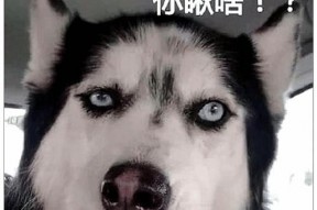 娱乐吃瓜酱二哈,揭秘娱乐圈那些不为人知的幕后故事