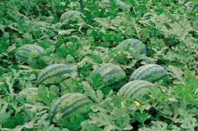 娱乐吃瓜场地图片真实高清,高清图鉴揭秘现场盛况